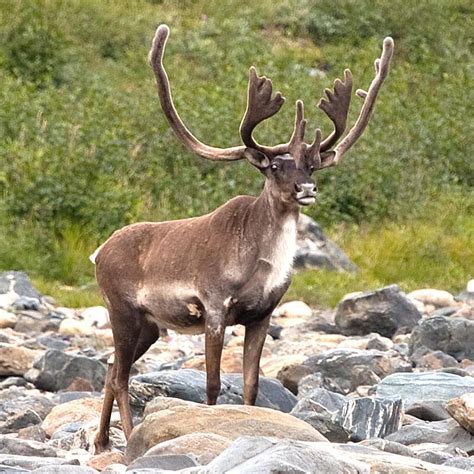 CMV: Frosted Caribou is part of the problem : r/changemyview